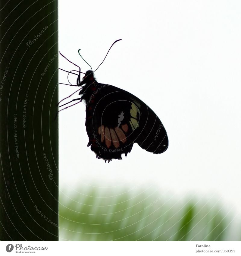 Verschnaufpause Umwelt Natur Tier Schmetterling Flügel 1 hell klein nah natürlich schön Farbfoto Gedeckte Farben Menschenleer Tag Licht Silhouette