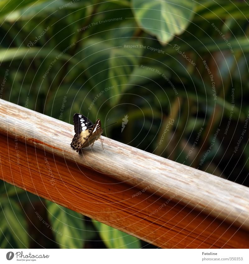 Verschnaufpause Umwelt Natur Pflanze Tier Blatt Garten Park Schmetterling Flügel 1 exotisch frei klein natürlich schön braun grün Farbfoto mehrfarbig