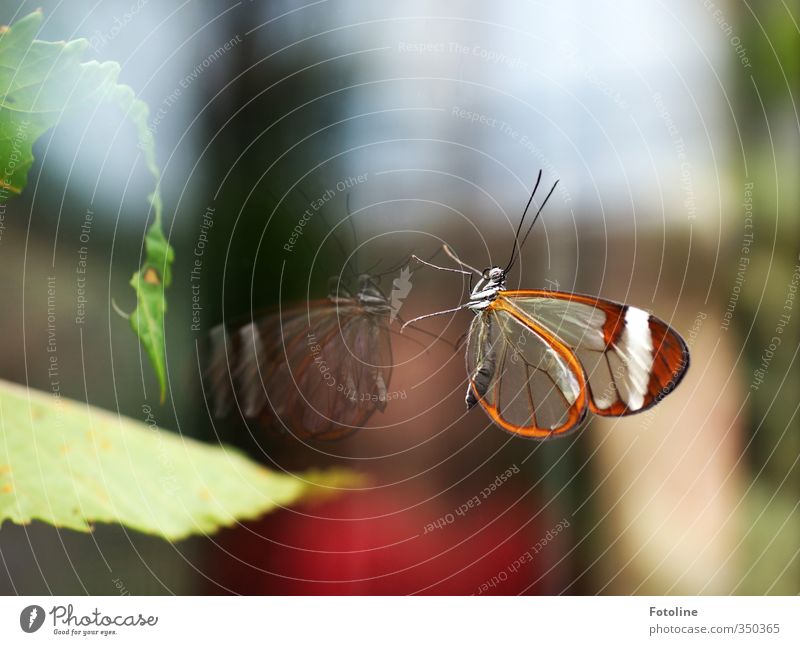 Spieglein, Spieglein an der Wand... Umwelt Natur Pflanze Tier Blatt Schmetterling ästhetisch schön natürlich braun grün Scheibe Glas Farbfoto mehrfarbig