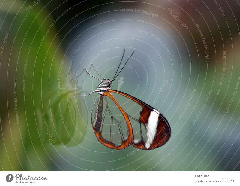 Flügel aus Glas Natur Tier Wildtier Schmetterling 1 nah natürlich Fühler Glasscheibe Farbfoto mehrfarbig Innenaufnahme Nahaufnahme Textfreiraum links