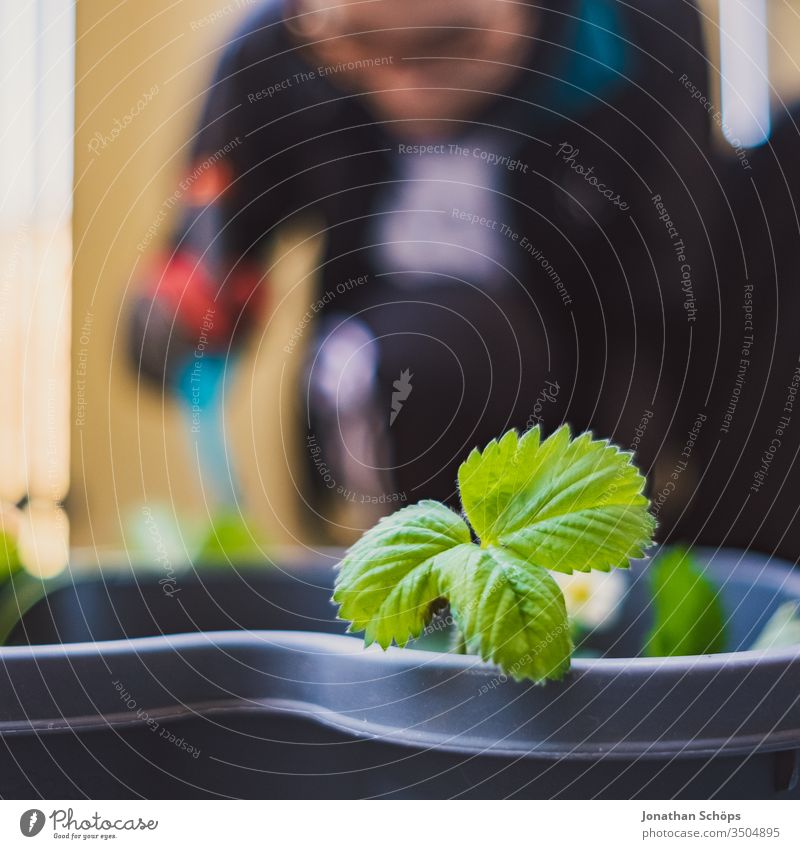 Blatt einer Erdbeer Pflanze im Blumenkasten auf dem Balkon Nahaufnahme Arbeitshandschuhe Balconing Balkonbepflanzung Balkonkasten Erdbeeren Erdbeerpflanze Frau