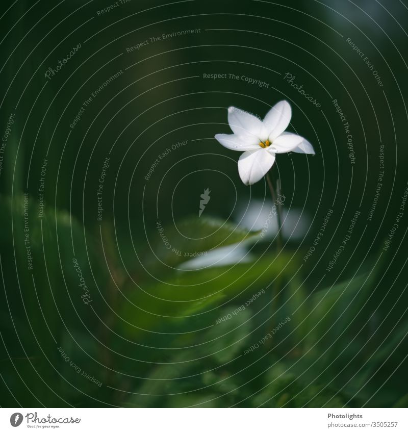 zarte Gartenblume weiß grün Stengel Blüte Blume Docht unschärfe Makro Nahaufnahme zerbrechlichkeit Blühend Blütenblatt Farbfoto Pflanze Natur Frühling