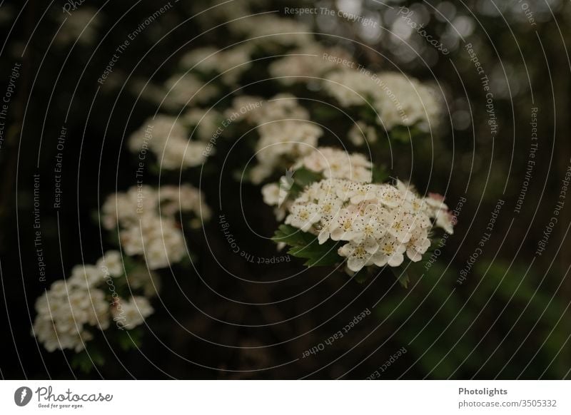 Weißdorn - Blüte - Strauch Weissdorn Weißdornblüte weiß Natur Pflanze Außenaufnahme Farbfoto Nahaufnahme grün Detailaufnahme Frühling Blatt Wildpflanze