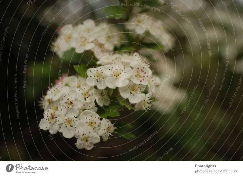 Weißdorn - Blüte - Strauch Weissdorn Weißdornblüte weiß Natur Pflanze Außenaufnahme Farbfoto Nahaufnahme grün Detailaufnahme Frühling Blatt Wildpflanze