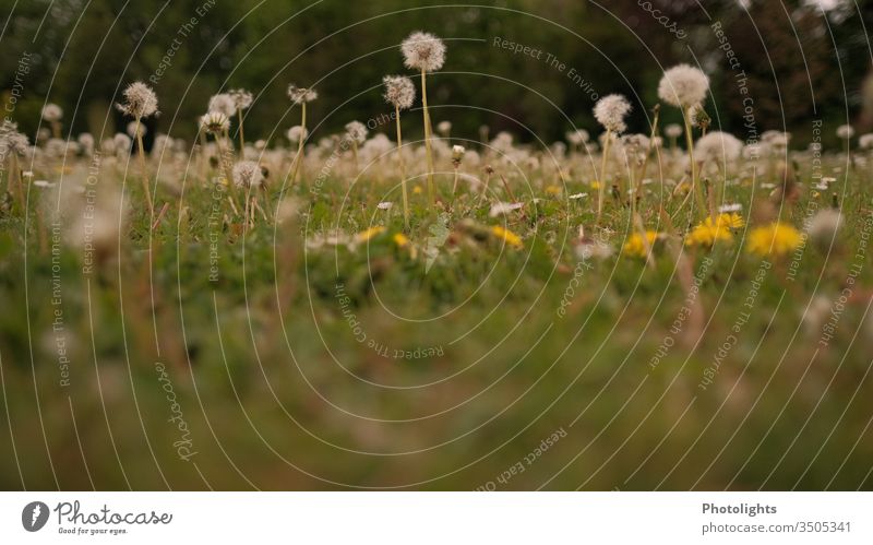 Löwenzahn - Wiese mit Pusteblumen Garten Unkraut Gras Frühling Blüte Natur Blume Sommer Rasen Blühend gelb weiß Farbfoto Außenaufnahme Makroaufnahme Nahaufnahme