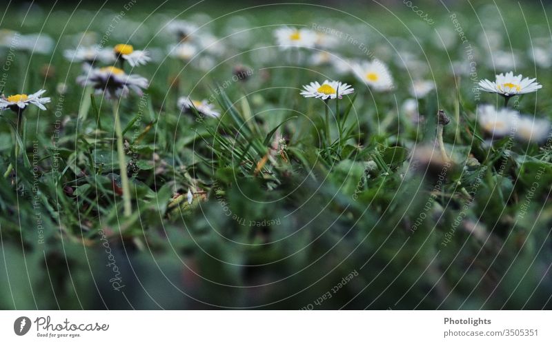 Gänseblümchen - Wiese Garten Unkraut Gras Frühling Blüte Natur Blume Sommer Rasen Blühend gelb weiß Farbfoto Außenaufnahme Makroaufnahme Nahaufnahme Unschärfe