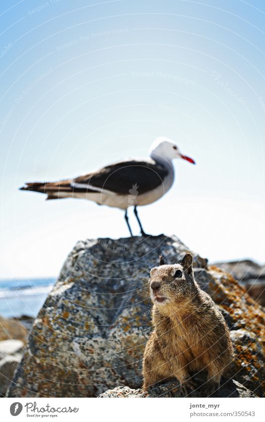 Strandhörnchen Landschaft Pflanze Wolkenloser Himmel Küste Meer Tier Wildtier Möwe Eichhörnchen Grauhörnchen 2 beobachten hocken frech kuschlig Neugier niedlich