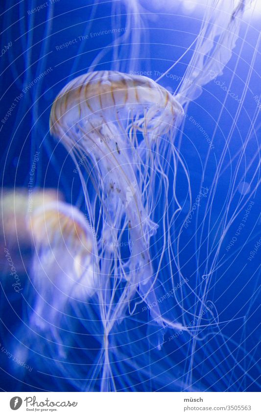 Quallen blau weiß orange Fäden Tentakel Meer Wasser Medusa Symbol Mythologie Nesseltier Rückstoßprinzip Rakete Zoo Aquarium gallertig Knorpel Konsistenz Tier