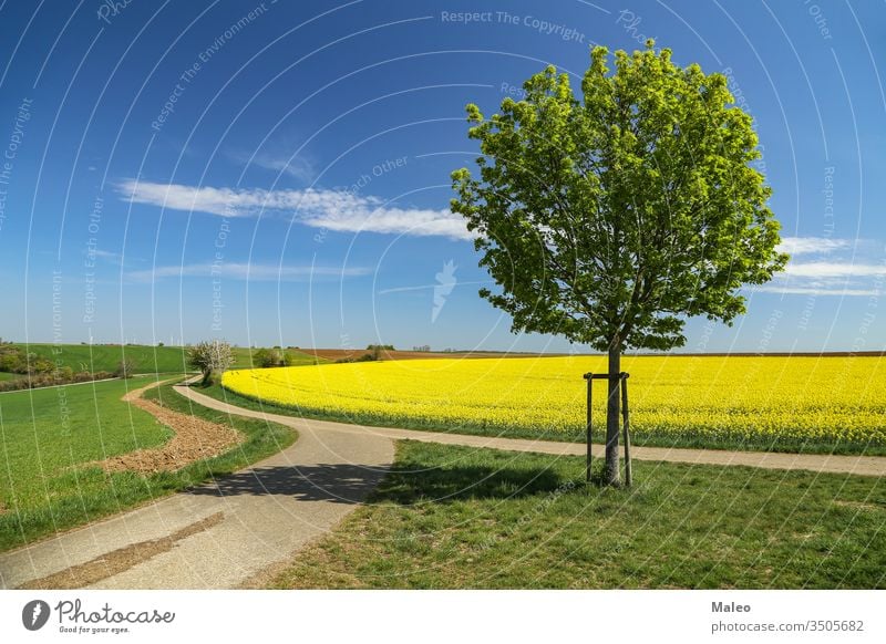 Frühlingslandschaft. Gepflegtes buntes Rapsfeld in Deutschland Ackerbau Hintergrund Biografie Blüte Land kultiviert Öko Energie Bauernhof Ackerland Feld geblümt