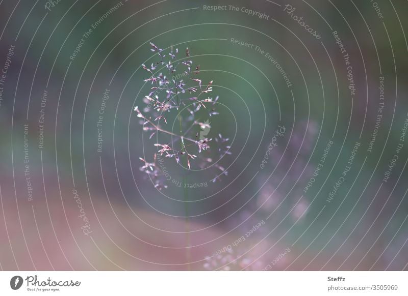 Hauchzart blüht das Gras Grasspitzen Grashalm Halm Wiesenrispengras fein hauchzart filigran fragil leicht ruhig flüchtig zitterig delikat dünn ätherisch zittern