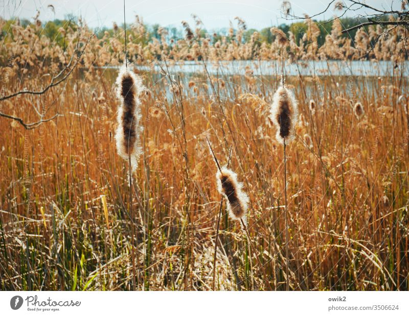 Spindeln See Seeufer Außenaufnahme Farbfoto Wasser Natur Menschenleer Tag Landschaft Himmel Schönes Wetter natürlich Zentralperspektive Idylle Pflanzen Röhricht