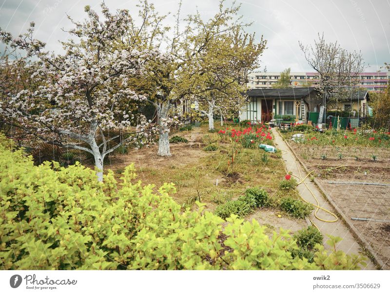 Über die Hecke Garten Kleingarten Schrebergarten Gartenkolonie Gartenlaube Bäume Baumblüte Weg Beete Blumen Tulpen Himmel Wolken Plattenbau Wohngebiet