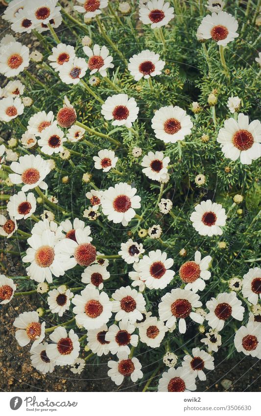 Großfamilie Marokkanische Margeriten Blume Natur schön Pflanze weiß geblümt natürlich Garten Farbfoto Blütenblatt Frühling grün Dekoration & Verzierung frisch