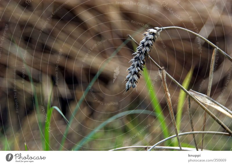 abhängen Umwelt Natur Pflanze Urelemente Erde Sonnenlicht Herbst schlechtes Wetter Regen Gras Sträucher Blatt Blüte Nutzpflanze Wildpflanze Wiese Feld alt