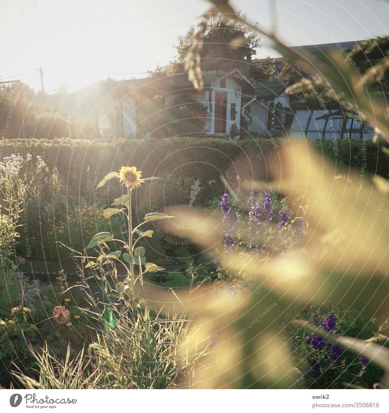 Scheint so Sonne Sonnenschein leuchten strahlen draußen Außenaufnahme Garten Kleingartenkolonie Schrebergarten Gartenlaube Hecke Blumen Sonnenblume Unschärfe