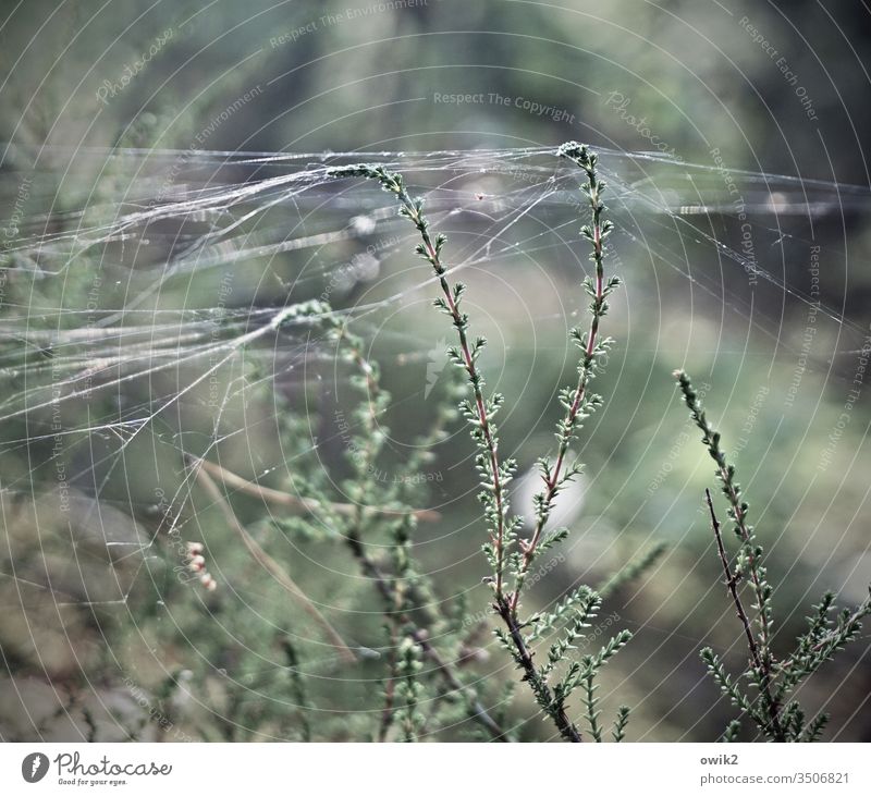 Versponnen Natur draußen Außenaufnahme Wald Pflanze Halm grün Schwache Tiefenschärfe Farbfoto Gras Menschenleer Umwelt Tag Wiese Nahaufnahme Sonnenlicht Herbst