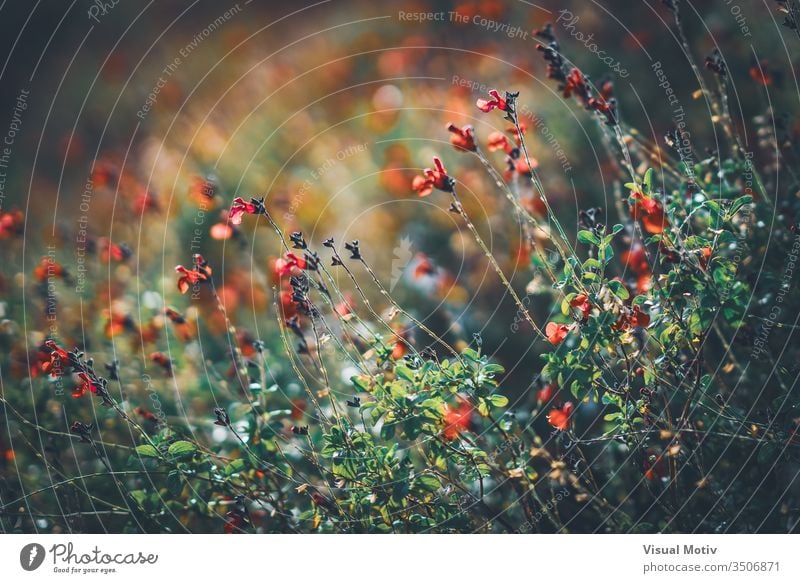 Rote winzige Blüten des Wimpernsalbei, auch bekannt als Salvia blepharophylla Salbei Blumen Blütezeit botanisch Botanik Feld Flora geblümt Blütenblätter blumig