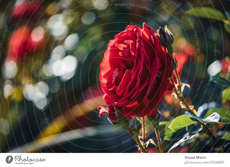 Rote Rose umgeben von Knospen in verschiedenen Blühstadien Roséwein Farbe botanisch Botanik Flora geblümt blumig Blume im Freien Außenseite Park Garten