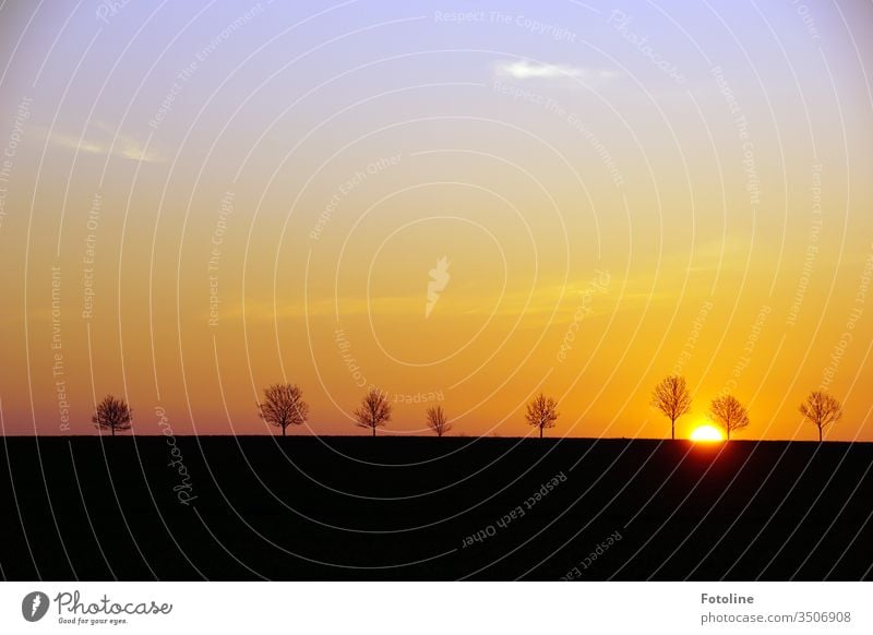 Ein neuer Tag beginnt - oder die Sonne geht langsam auf und taucht die einzelstehenden Bäume und die Umgebung in umwerfende Farben Sonnenaufgang Morgen Licht