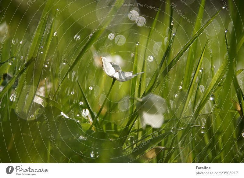 Eine Wiese mit Gras und Buschwindröschen, die ganz früh am Morgen von der Sonne geküsst wird und mit tausenden Tautropfen bedeckt ist. Natur Pflanze Farbfoto