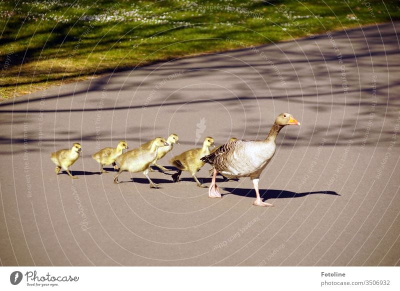 Gänsemarsch - oder eine Gänsefamilie, die einen Fußweg im Gänsemarsch überquert Küken Vogel Tier Farbfoto Außenaufnahme Natur Tierjunges Tag Menschenleer klein