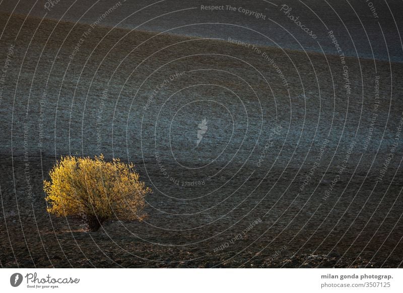 Blühender Weidenbaum auf einem Feld, Region Turiec, Slowakei. Slowakische Republik Landschaft ländlich Frühling Baum Natur Schilfrohr Überstrahlung