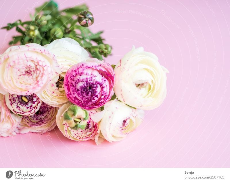 Weißer Strauß Ranunkeln auf einem rosa Hintergrund Fahne Bund Frühling pflanze Blüte Muttertag Geschenk geburtstag Pastellfarben Natur Nahaufnahme liebe