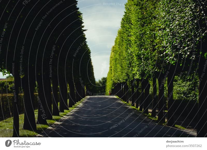 Ganz lange Baum Allee. Mit blauem Himmel. Sonneschein und Schatten.Im Hintergrund ein Fußgänger mit roter Jacke . Eremitage- Bayreuth Straße Farbfoto