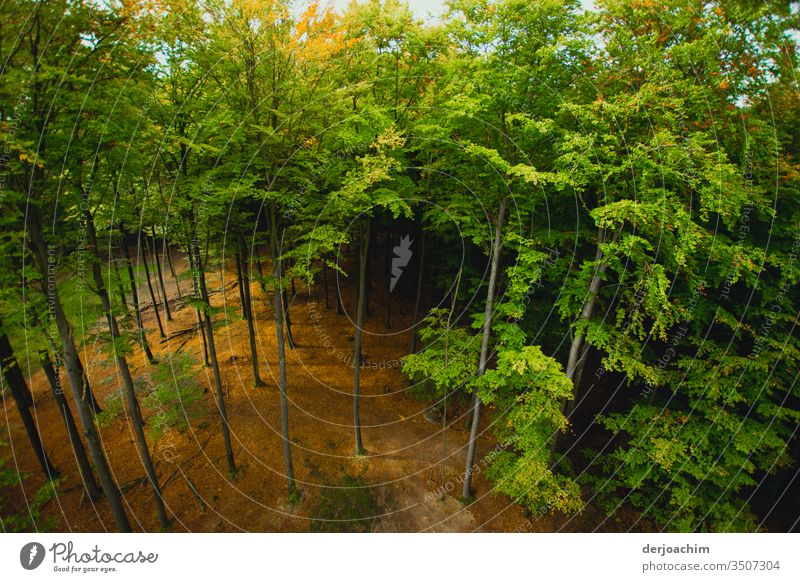 Blick in den  Wald von oben.Die Sonne scheint und alles ist Grün. Baum Natur grün Blatt Ast Baumstamm Baumkrone Baumrinde Blätterdach Wachstum Außenaufnahme