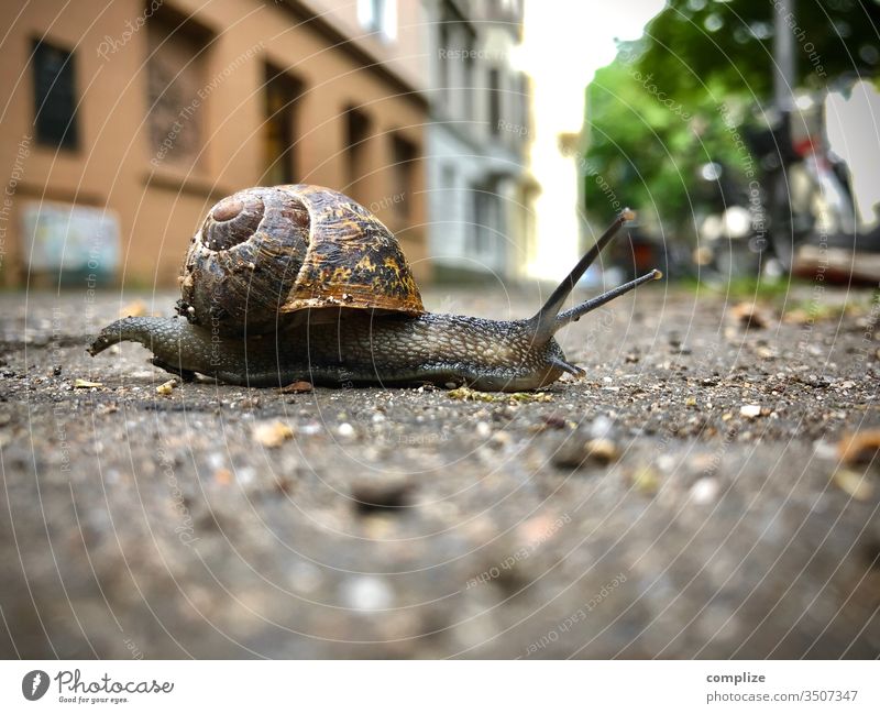 Endlich Regen! regen schnecke Schneckenschleim Schneckenhaus schnecken krichen Wege & Pfade Stadt urban Tier Fühler Weinbergschnecken Straße regenarm Klima