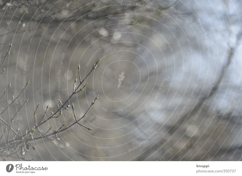 minimalismus Umwelt Natur Pflanze Luft Himmel Sonne Sonnenlicht Frühling Schönes Wetter Wärme Baum Sträucher Blatt Blüte Grünpflanze Wildpflanze Garten Park