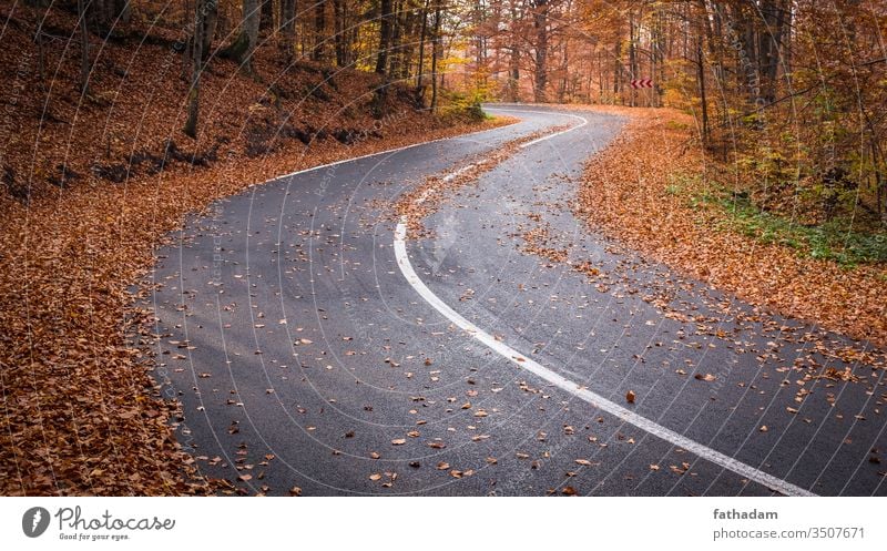 Leere, kurvenreiche Straße in einem schönen Herbstwald Route Blätter Herbstlaub Herbstgefühl Natur leer Kurve Freiheit Landschaft Umwelt fallen Wald