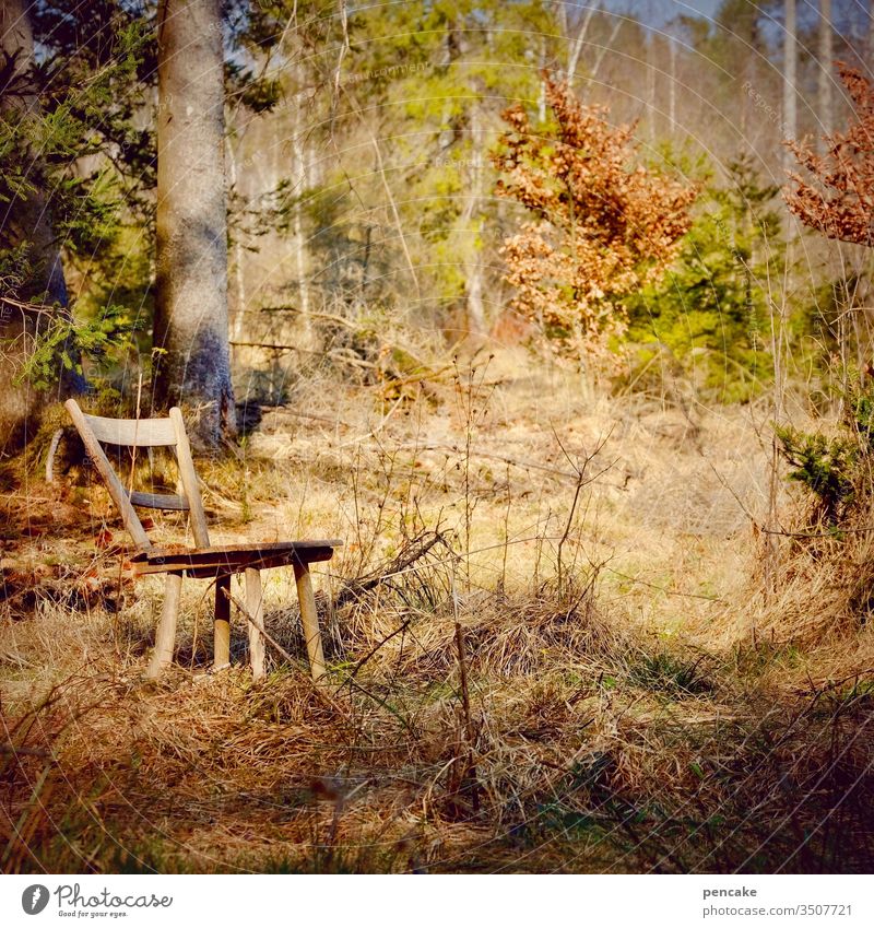 naturschauspiel Natur Wald Lichtung Sitzgelegenheit Holzstuhl Sonnenschein Abendsonne Stuhl menschenleer Abendlicht Sonnenlicht Möbel sitzen Außenaufnahme ruhig