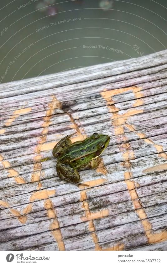 sei ein frosch Frosch Farbfoto Nahaufnahme Tierporträt Wildtier Umwelt Natur Außenaufnahme Holz Buchstaben Schrift ritzen sitzen Teich Wasser grün Sommer