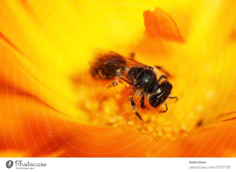 sommerleuchten sommerlich Blühend Duft Sonnenlicht Farbfoto Nahaufnahme Wildtier Pollen Unschärfe Nektar Tier Außenaufnahme Tierporträt Flügel Fressen fliegen