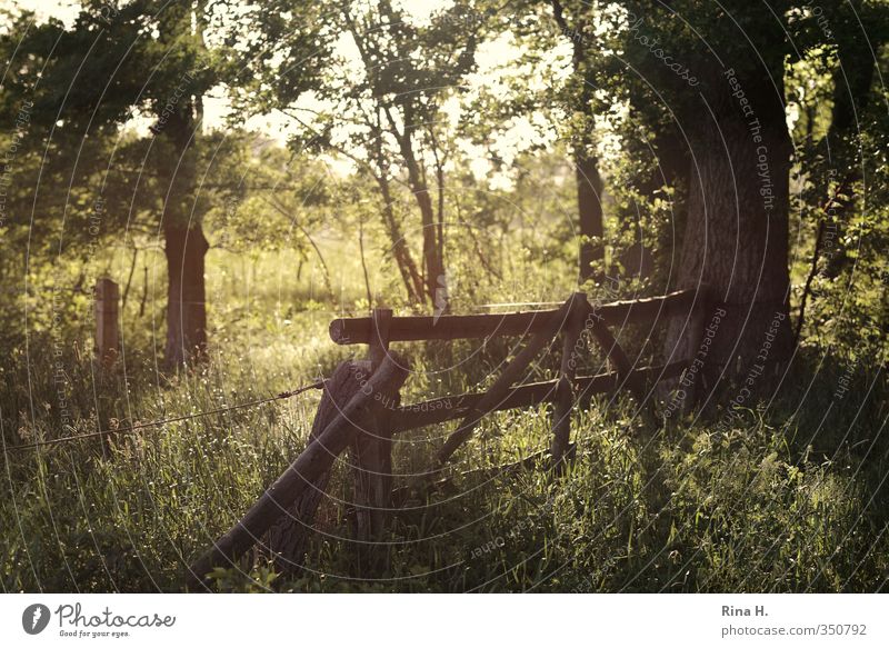 AbendSpaziergang Umwelt Natur Landschaft Frühling Sommer Schönes Wetter Baum Gras Sträucher Wildpflanze Wiese leuchten natürlich grün Lebensfreude Pferch Zaun