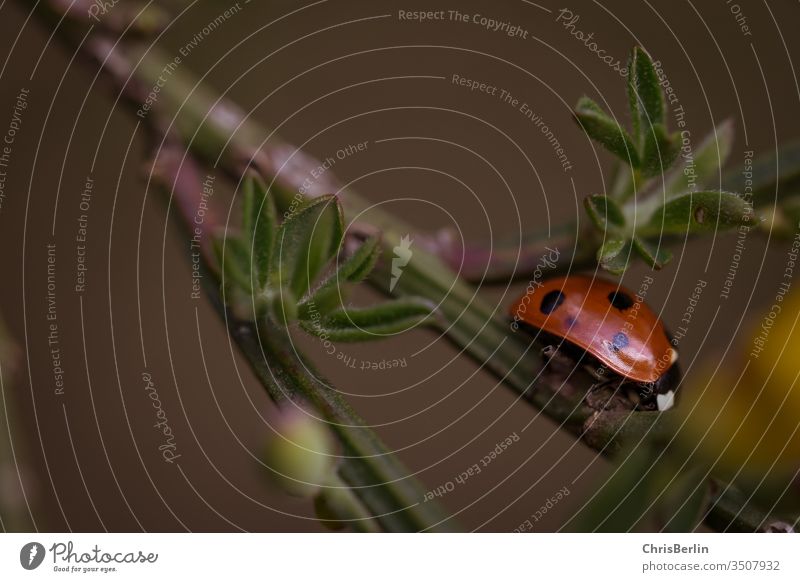 Makroaufnahme von einem Marienkäfer Pflanze Frühling Natur rot Käfer grün Nahaufnahme Insekt krabbeln klein Glück Schwache Tiefenschärfe Glücksbringer Farbfoto