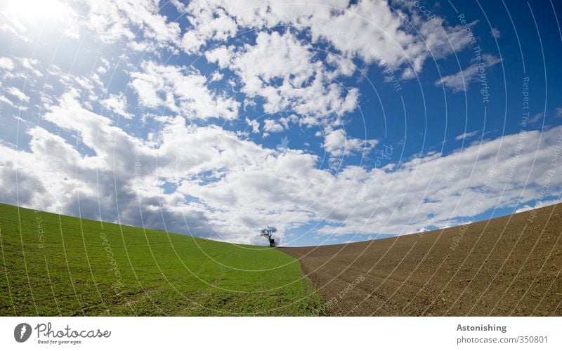 der kleine Baum II Umwelt Natur Landschaft Pflanze Himmel Wolken Horizont Sonne Frühling Wetter Schönes Wetter Wärme Gras Nutzpflanze Wiese Feld Hügel stehen