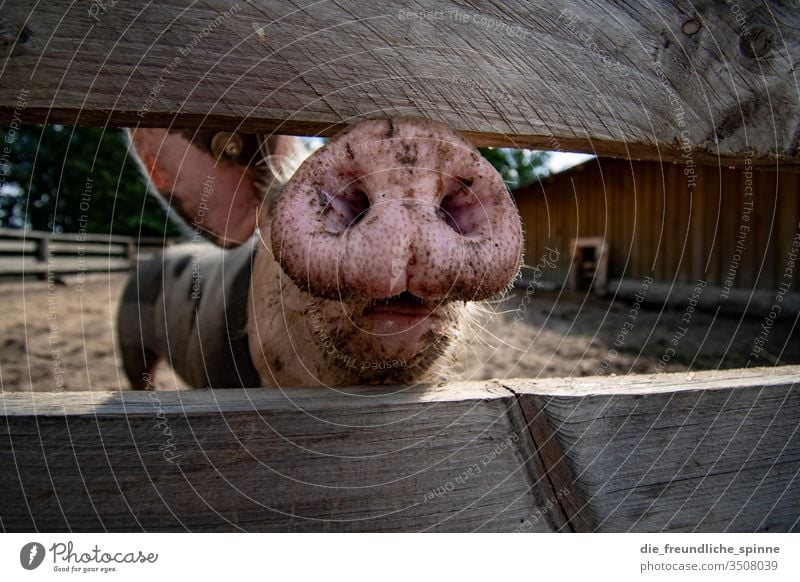 Schweinenase Hausschwein Nase Rüssel Neugierig Zaun Nutztier rosa Sau Bauernhof dreckig Landwirtschaft Farbfoto Tier Ferkel Glück Säugetier Tierporträt Natur