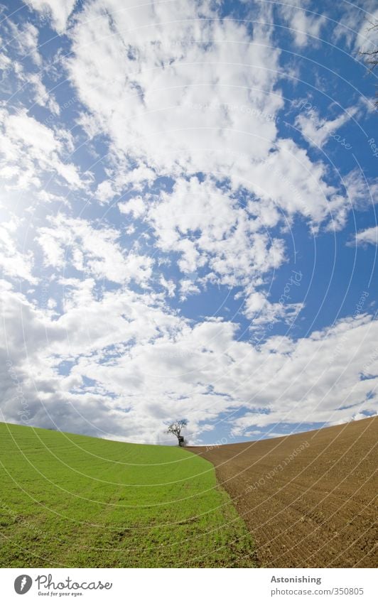 der kleine Baum I Umwelt Natur Landschaft Pflanze Himmel Wolken Horizont Frühling Wetter Schönes Wetter Gras Wiese Feld Hügel stehen blau braun grün weiß