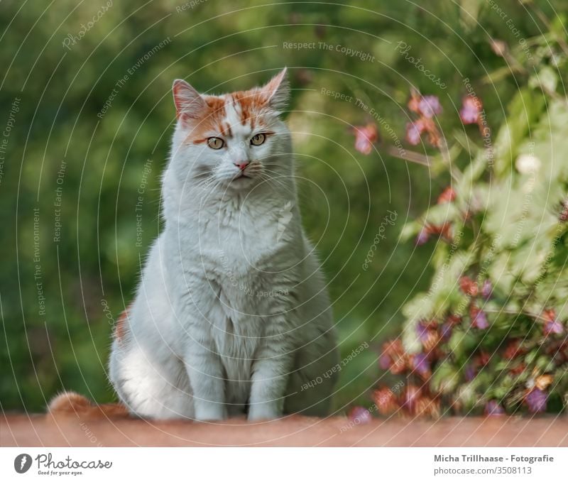 Katze auf dem Gartenweg Felis catus Hauskatze Tiergesicht Kopf Augen Ohren Nase Maul Fell Park Blumen Blüten Pflanzen Freigänger sitzen beobachten Haustier