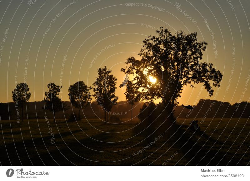 Sonnenuntergang Landschaft Himmel Sonnenaufgang Sonnenlicht Sommer Schönes Wetter Wärme Wiese blau gelb gold orange Farbfoto Außenaufnahme Dämmerung