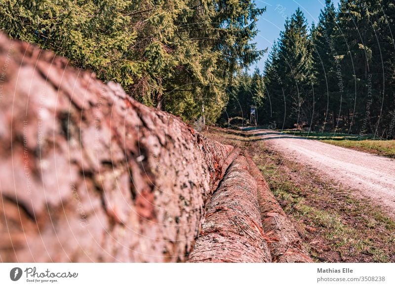 Baumstämme am Waldweg Fichtenwald Landschaftspflege Natur Umwelt nachhaltig Holz Baumstamm Nadelwald authentisch Menschenleer Außenaufnahme Gedeckte Farben