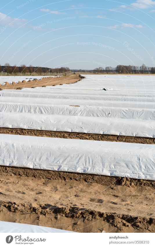 Spargelfeld vor der Ernte mit Feldweg aus Deutschland landwirtschaftlich Ackerbau Landwirtschaftsbereich biologisch Bodenbearbeitung Erde Bauernhof Ackerland