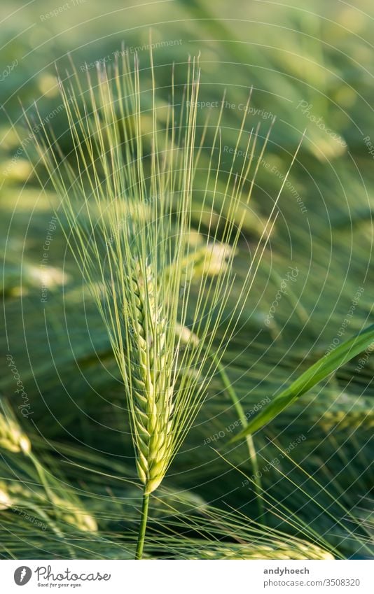 Gerstenkörner einer Gerstenpflanze in Nahaufnahme auf einem Getreidefeld landwirtschaftlich Ackerbau Gerstenfeld schön Müsli schließen Mais Land Landschaft