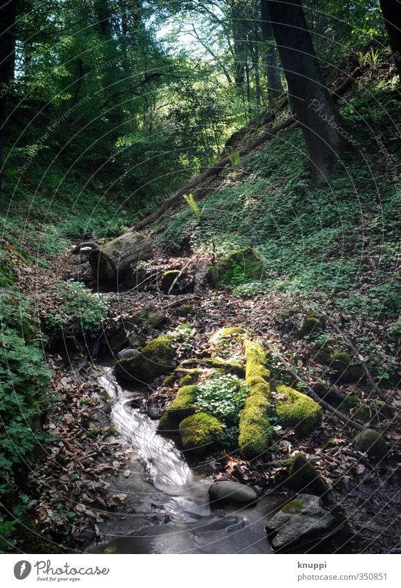 Spot an! Umwelt Natur Landschaft Pflanze Urelemente Erde Luft Wasser Wassertropfen Sonne Sonnenlicht Frühling Sommer Wetter Schönes Wetter Wärme Baum Sträucher