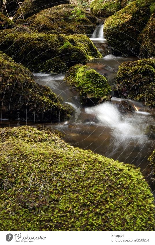 stream Umwelt Natur Pflanze Urelemente Erde Luft Wasser Wassertropfen Sonnenlicht Frühling Sommer Klimawandel Wetter Schönes Wetter Regen Wärme Moos Wildpflanze