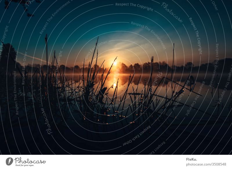 Mücken chillen beim Sonnenaufgang am See wasser teich sonnenaufgang spiegelung gras mücke insekt dunkel sonnenstrahlen sonnenlicht Silhouette natur ökologisch