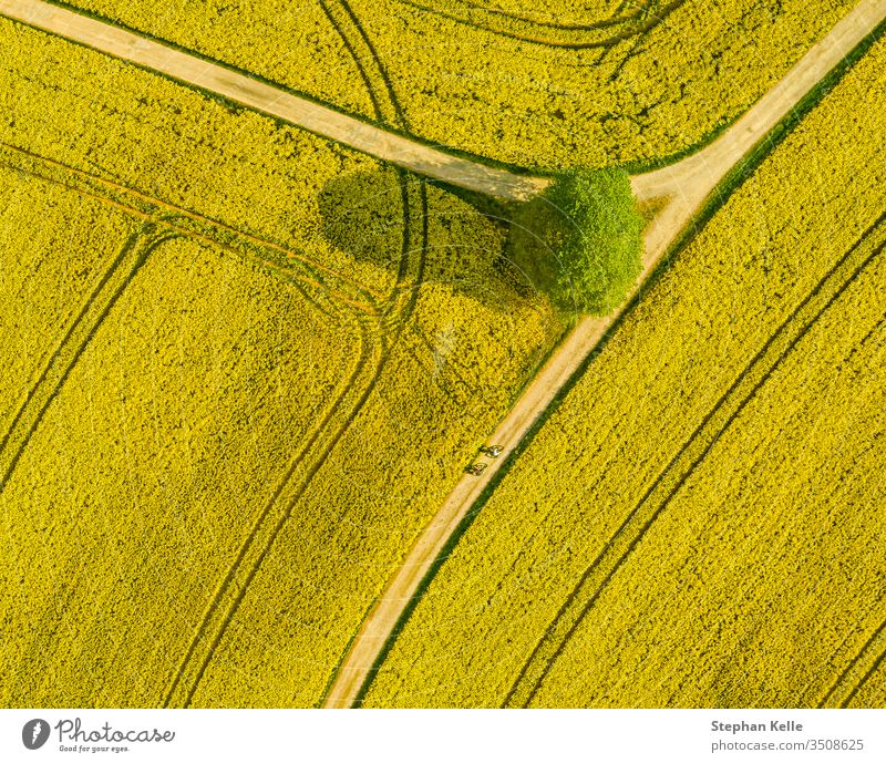 Obere Luftaufnahme eines blühenden Rapsfeldes und eines Baumes. Wunderschöne Landschaft im Freien aus der Drohnenansicht. Viele blühende Pflanzen. Hintergrund zum Frühlingsthema.