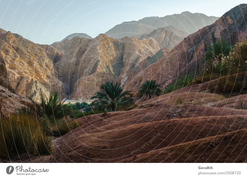 Berglandschaft mit Palmen und Pflanzen in der Wüste von Ägypten Dahab blau Blauer Himmel Sträucher Wolken Tag wüst trocknen Gras grün hoch heiß Landschaft